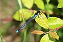 Lille Rodojet Vandnymfe (Erythromma viridulum)